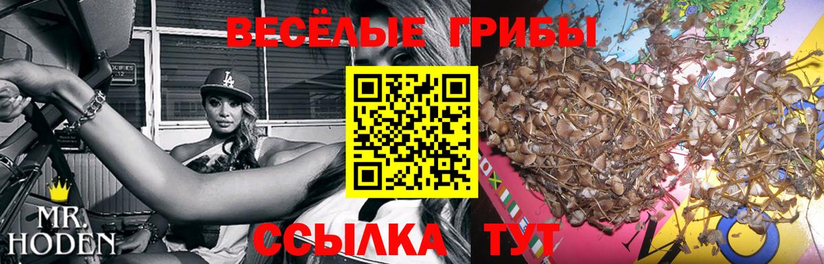 Галлюциногенные грибы Psilocybe Касимов